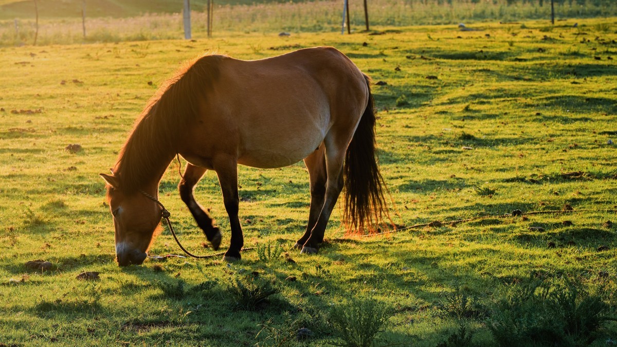2023 青海湖边的随拍