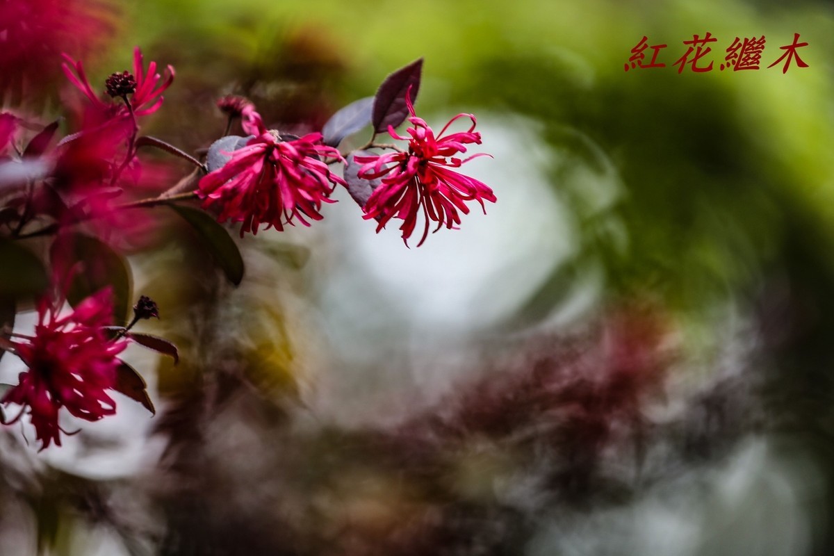 红花繼木