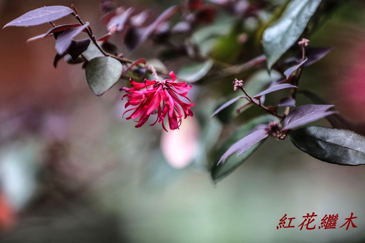红花繼木