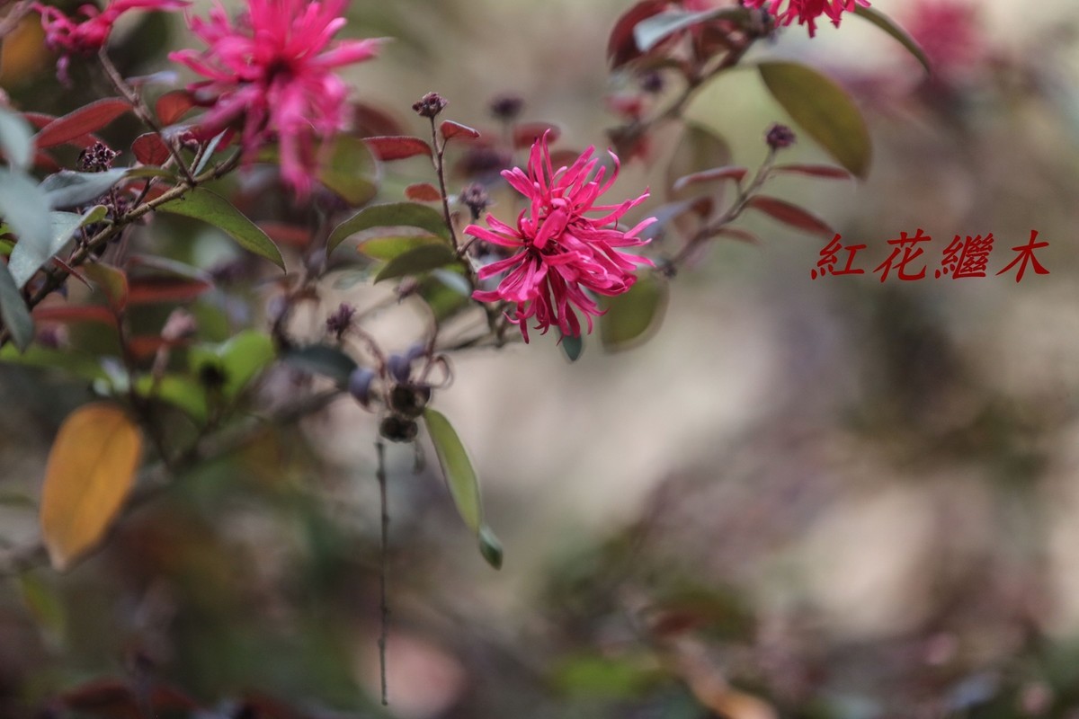 红花繼木