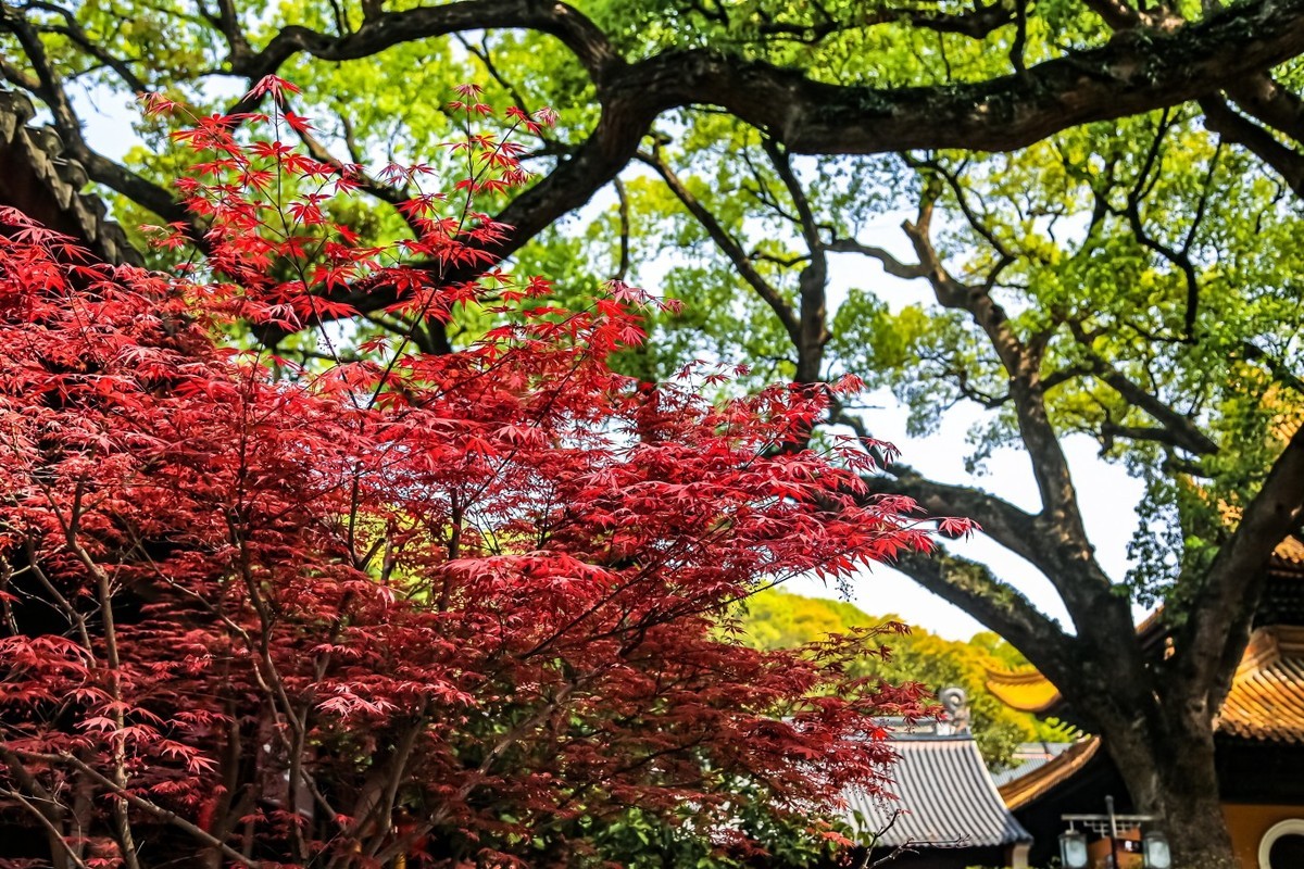 神秘普陀山（一）