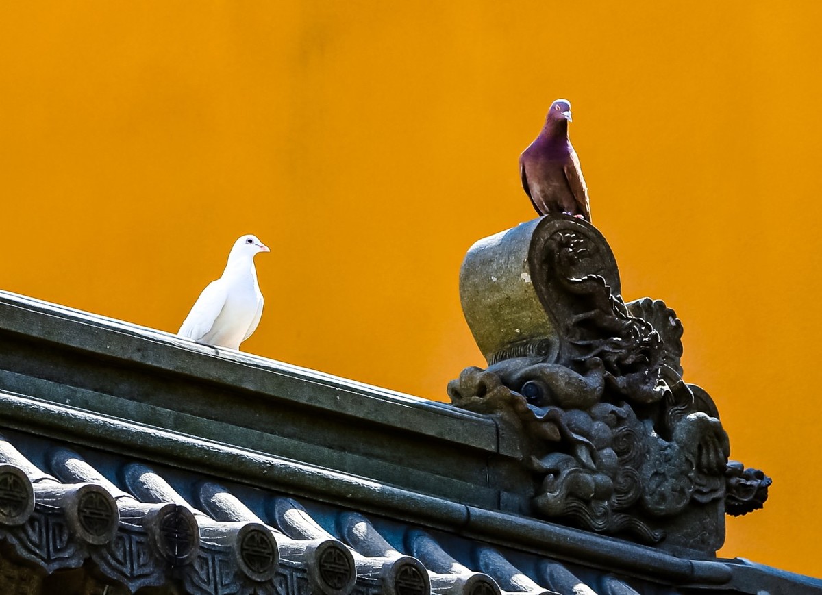 神秘普陀山（一）