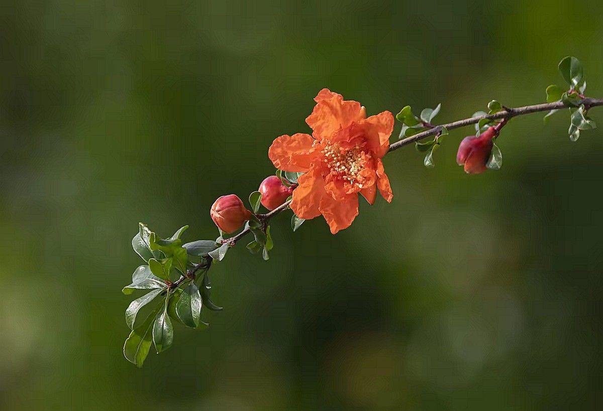 小区开花的石榴