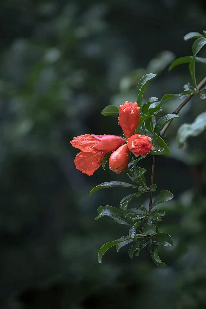 小区开花的石榴