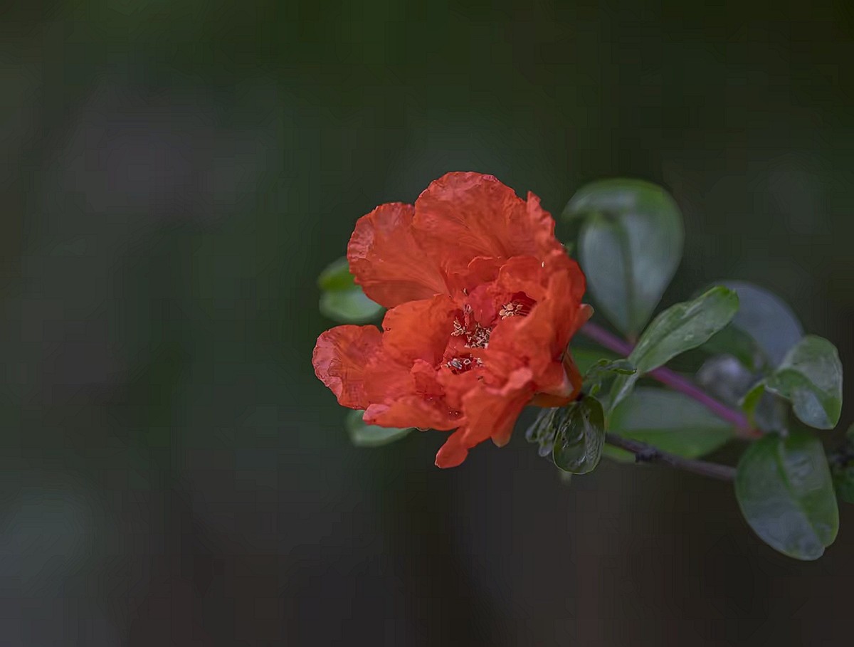 小区开花的石榴
