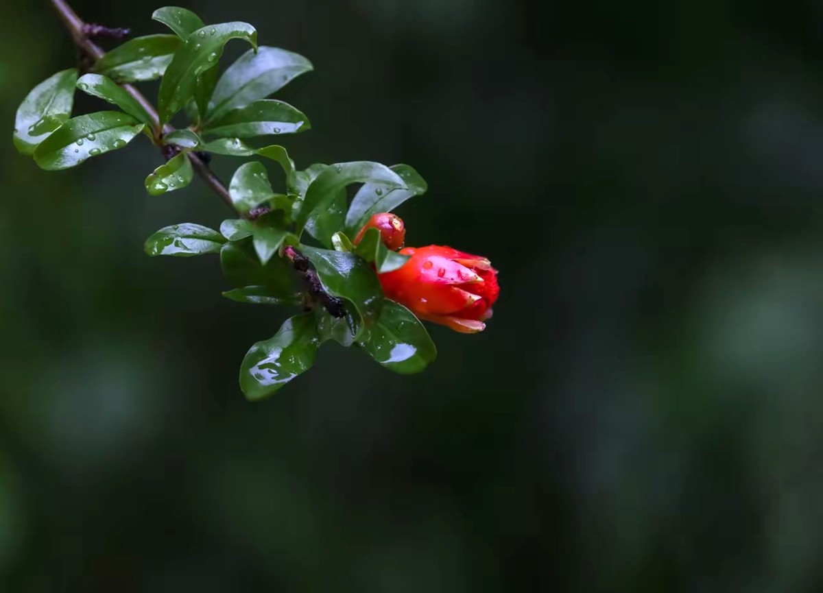 小区开花的石榴