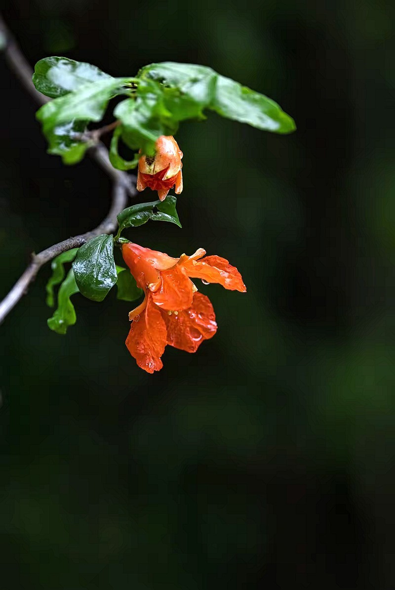 小区开花的石榴