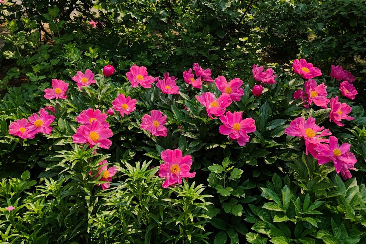 手机拍的芍药