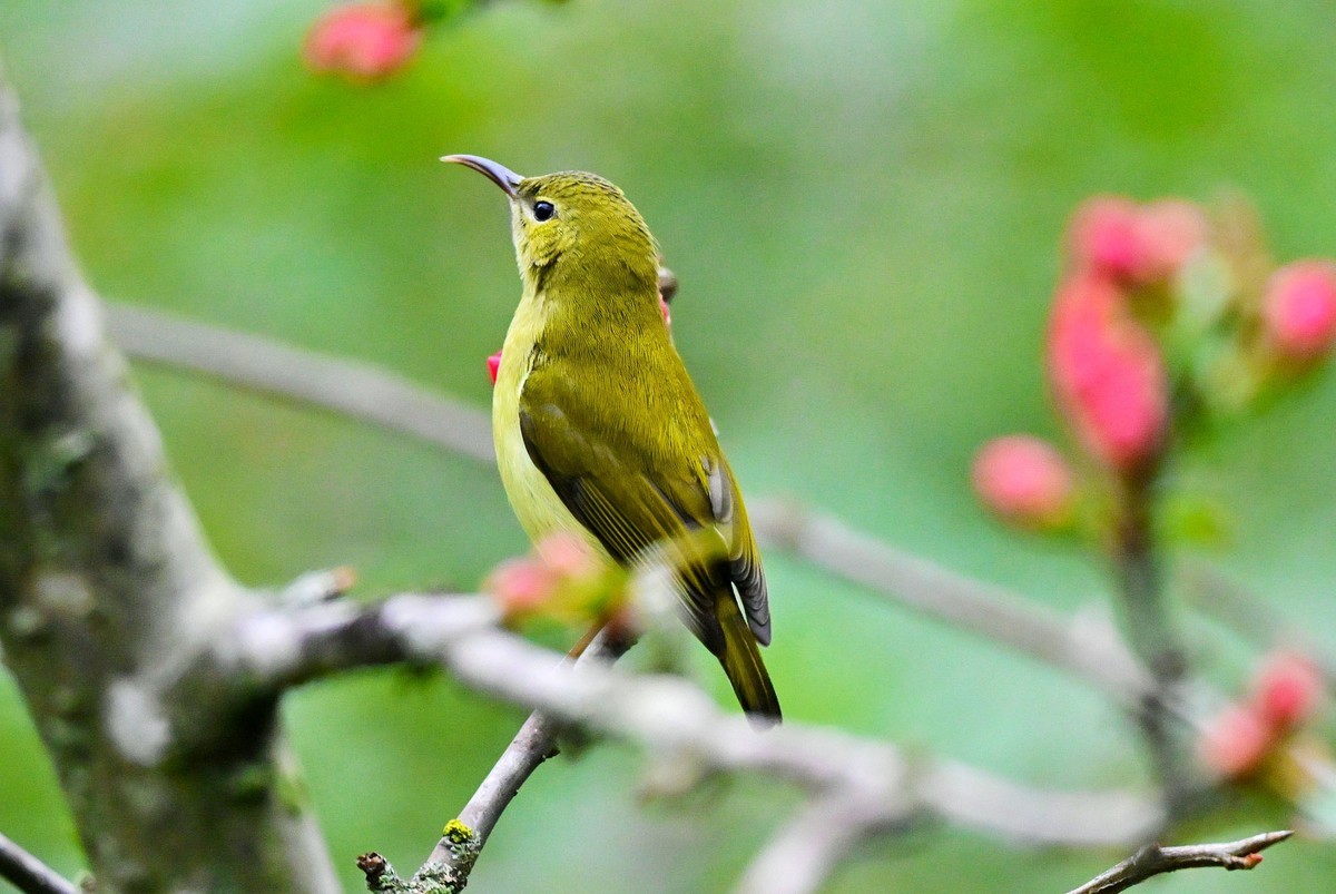 可爱的太阳鸟雌鸟