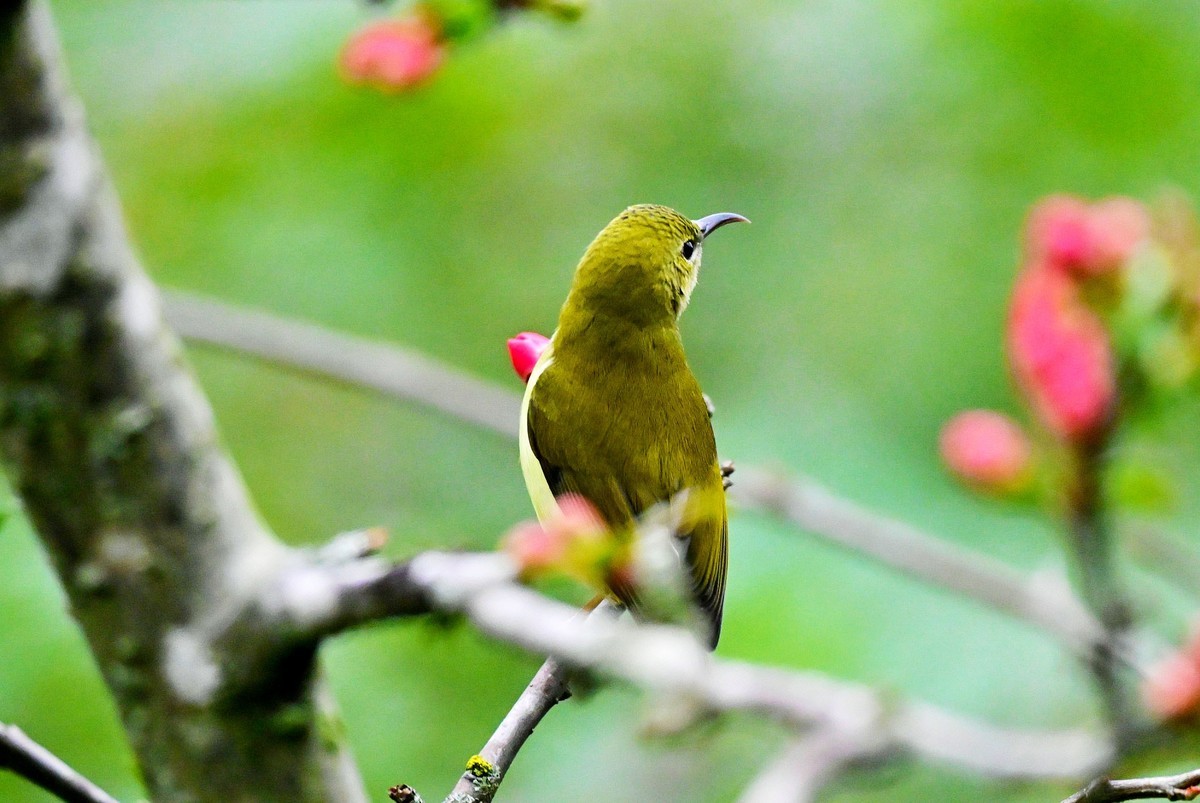可爱的太阳鸟雌鸟