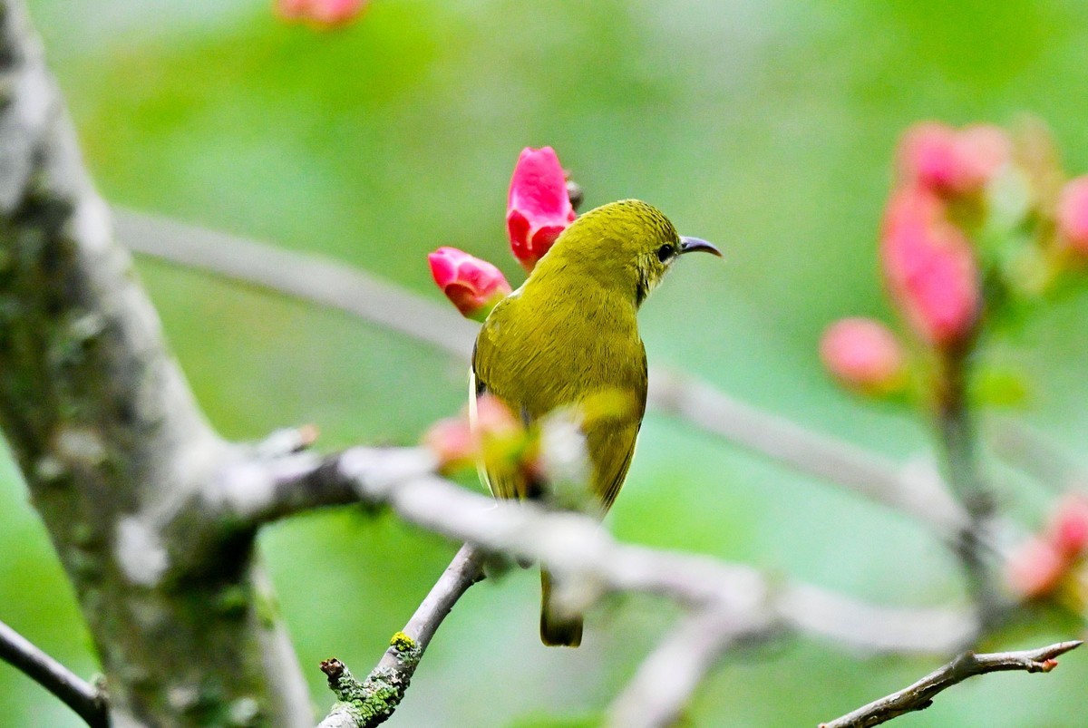 可爱的太阳鸟雌鸟