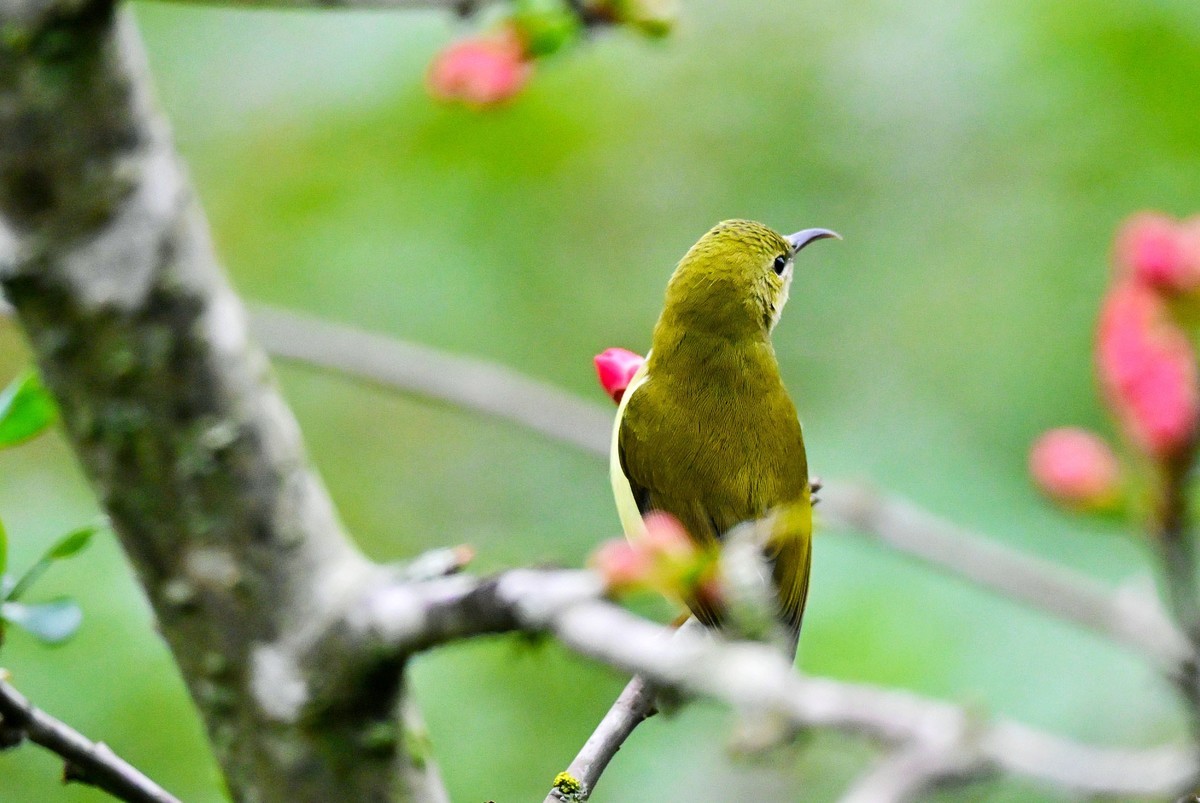 可爱的太阳鸟雌鸟