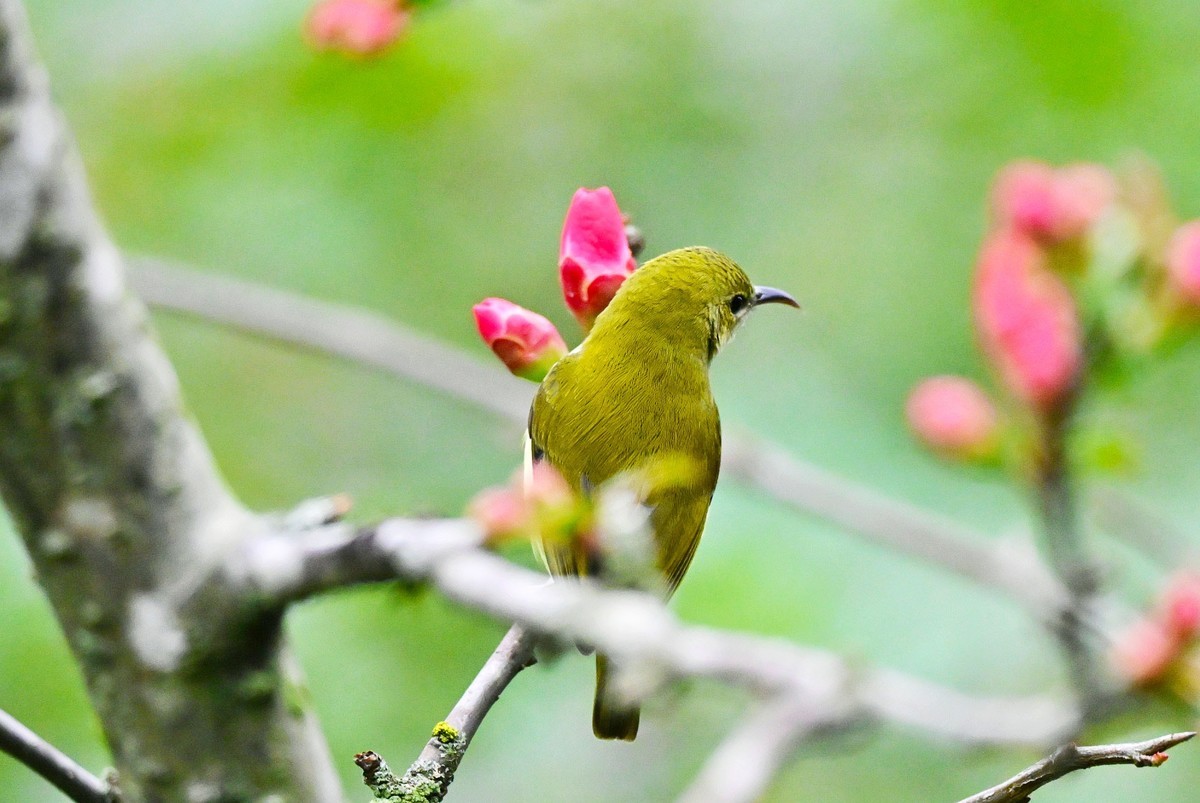 可爱的太阳鸟雌鸟