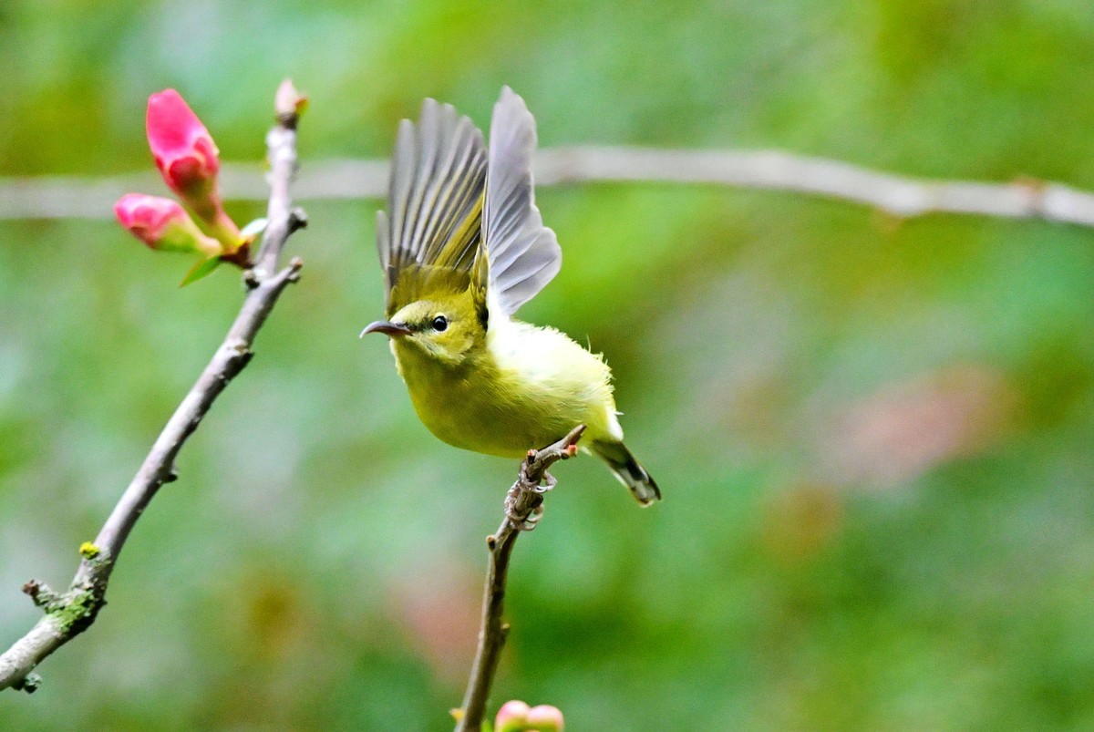 可爱的太阳鸟雌鸟