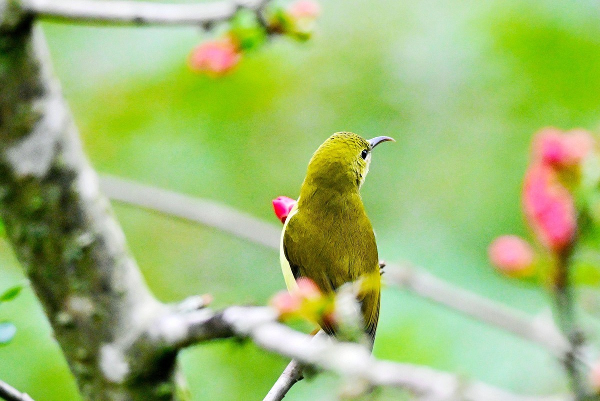 可爱的太阳鸟雌鸟