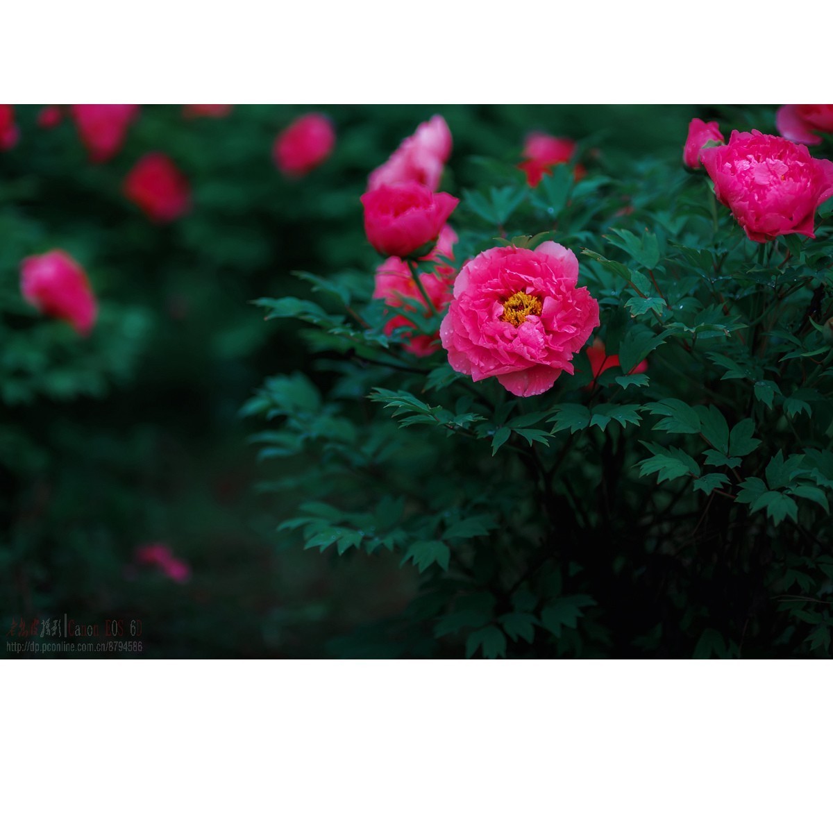 羞答答的牡丹静悄悄地开