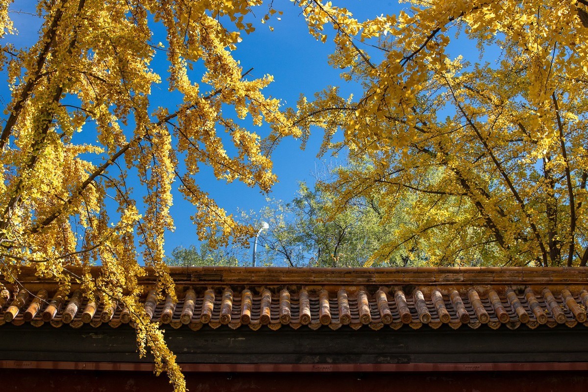 最是一年秋好处，绝胜烟柳满帝都。