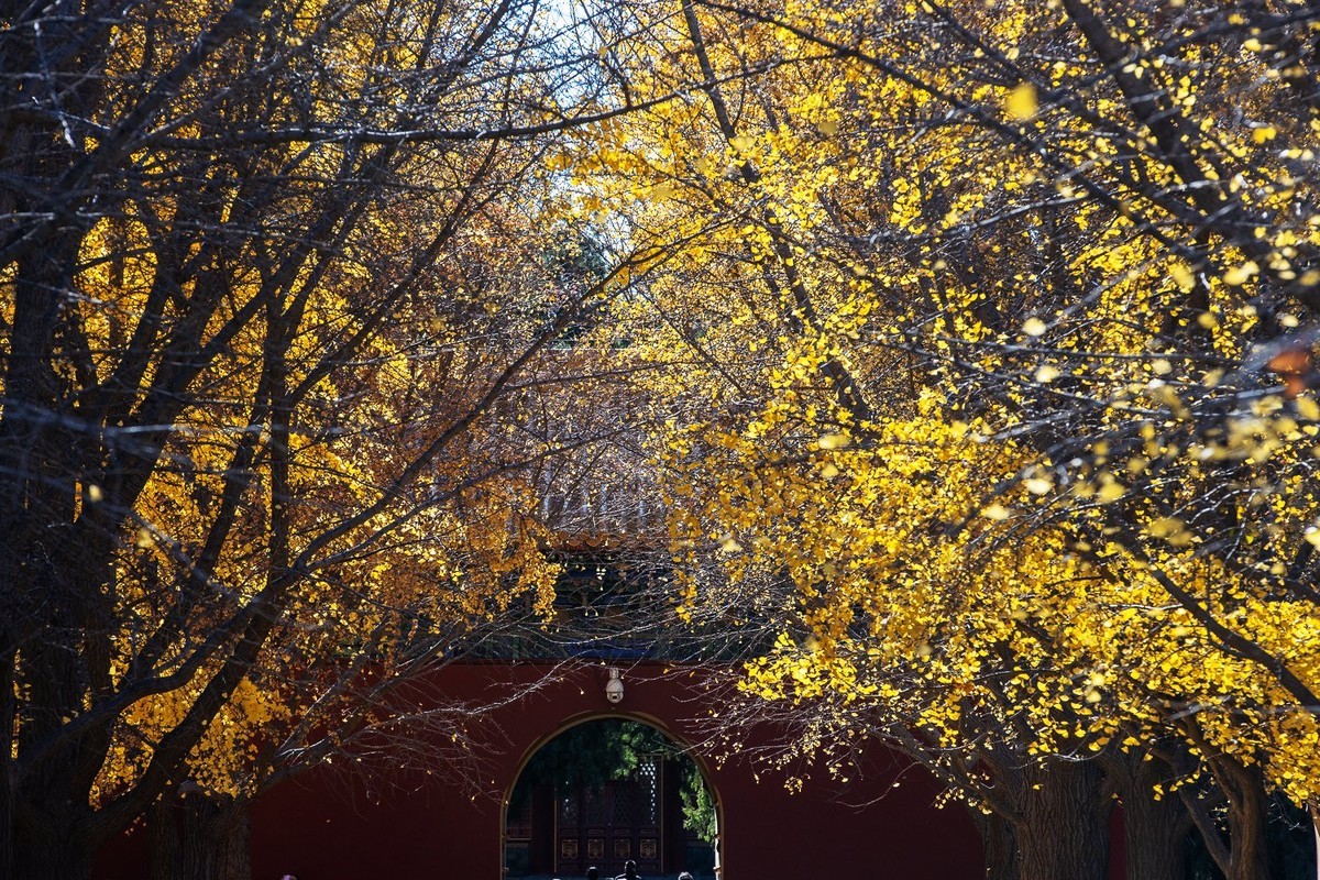 最是一年秋好处，绝胜烟柳满帝都。