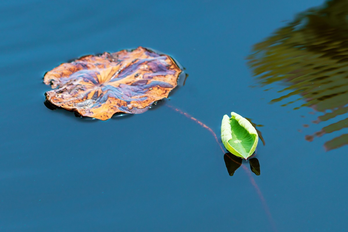 金湖荷花荡随拍