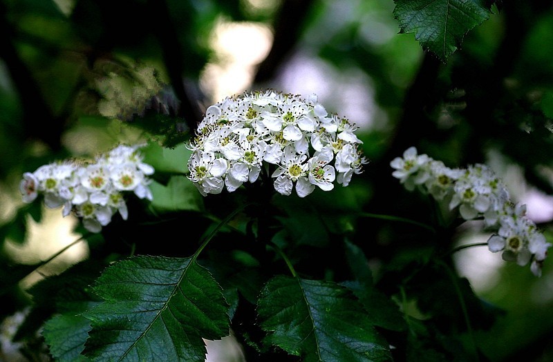 S-07【不老松:纪实摄影】山里红(山楂)花!(02)
