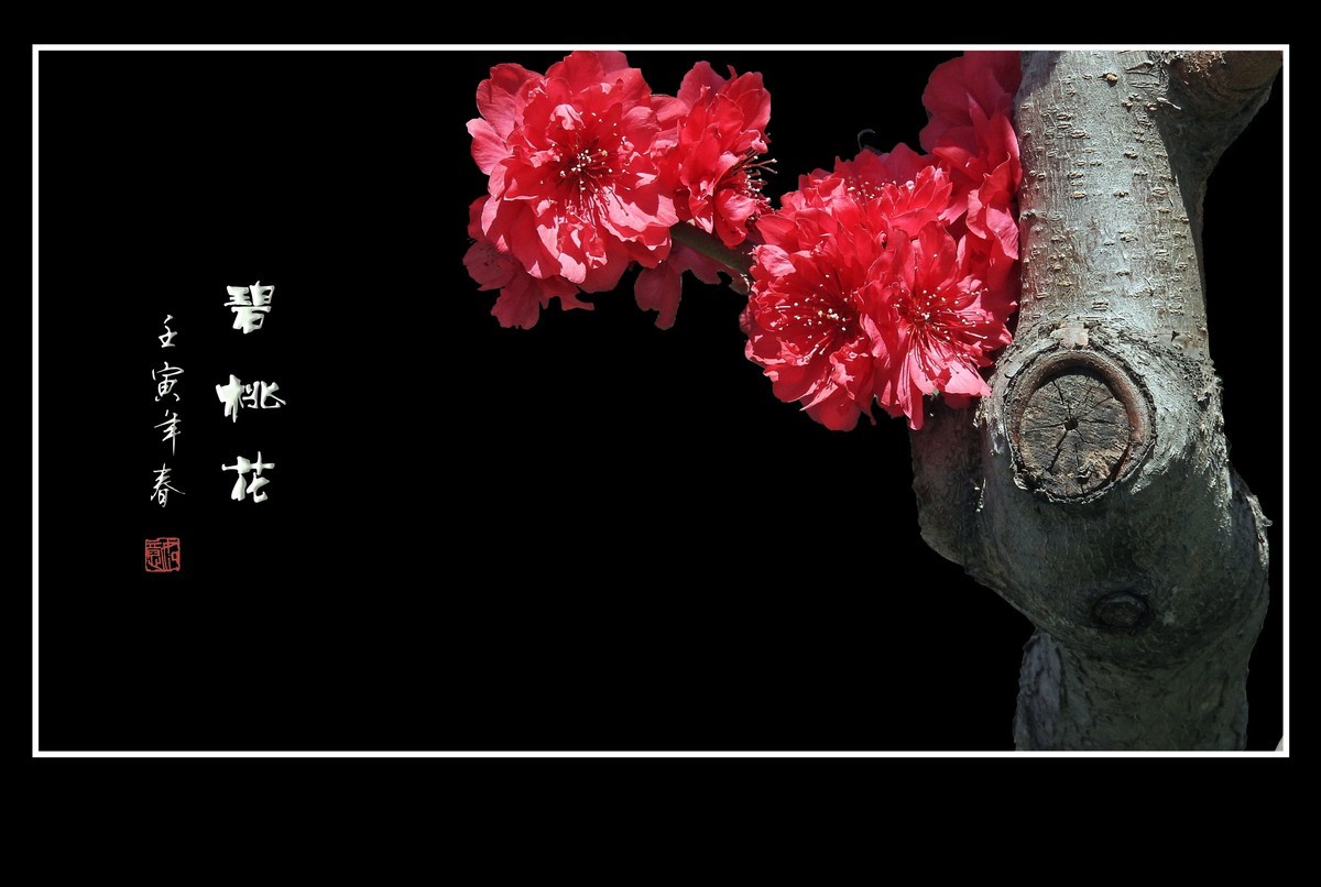 老干新花俏碧桃