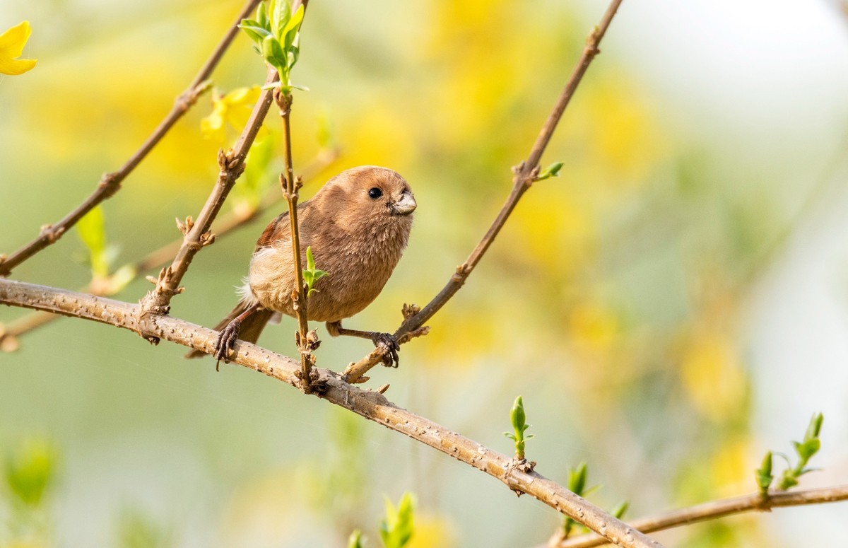 春天的粽头鸦雀（五）