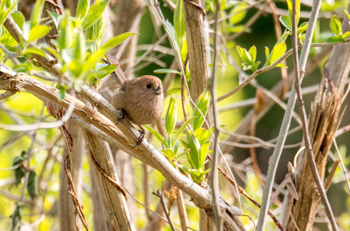 春天的粽头鸦雀（五）