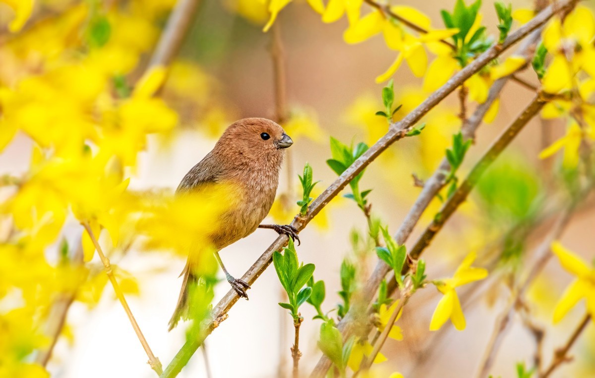 春天的粽头鸦雀（五）