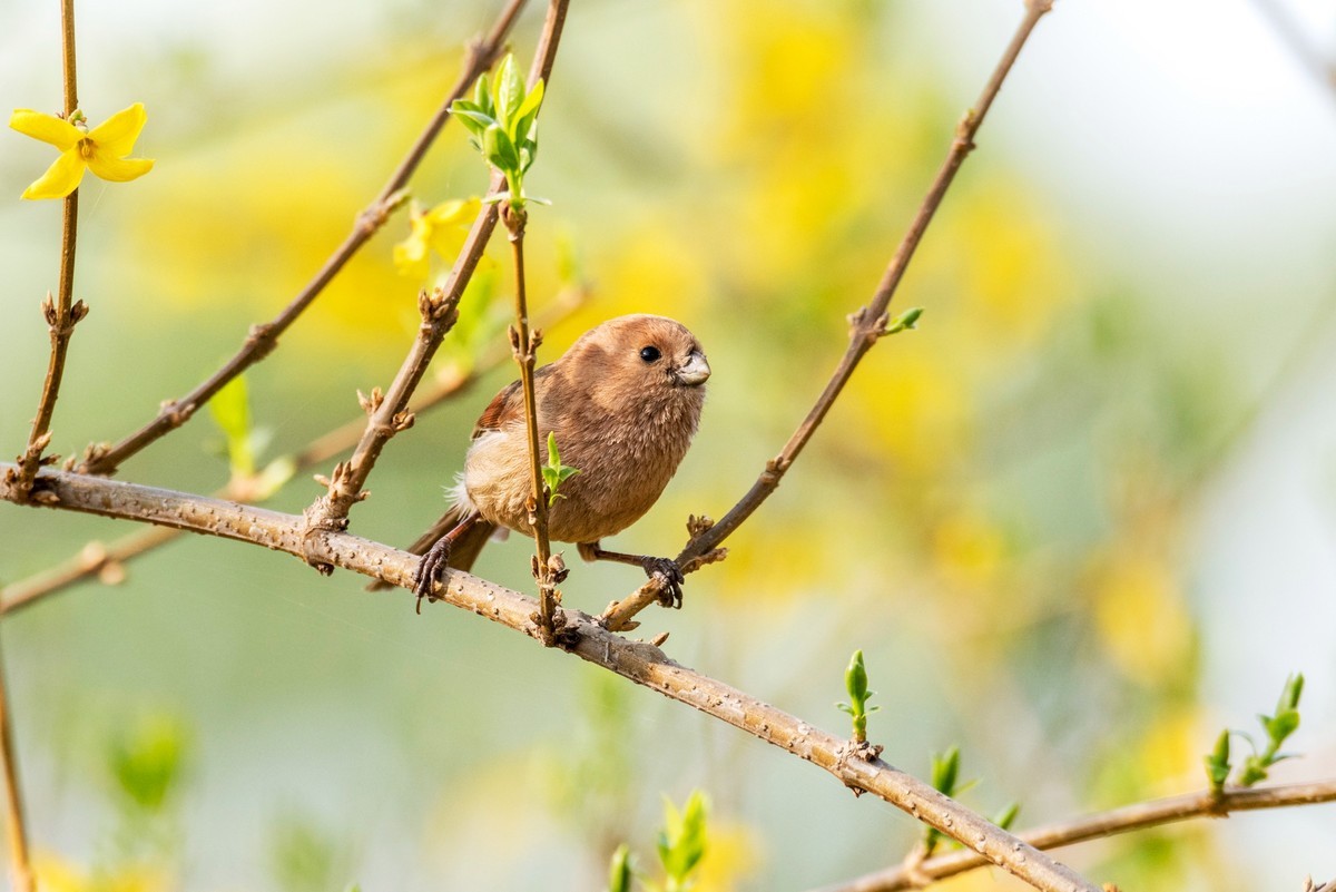 春天的粽头鸦雀（五）