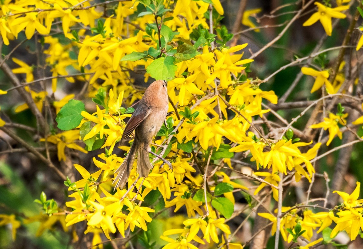 春天的粽头鸦雀（五）