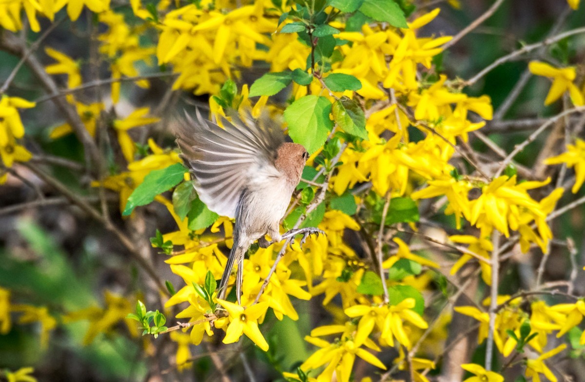 春天的粽头鸦雀（五）