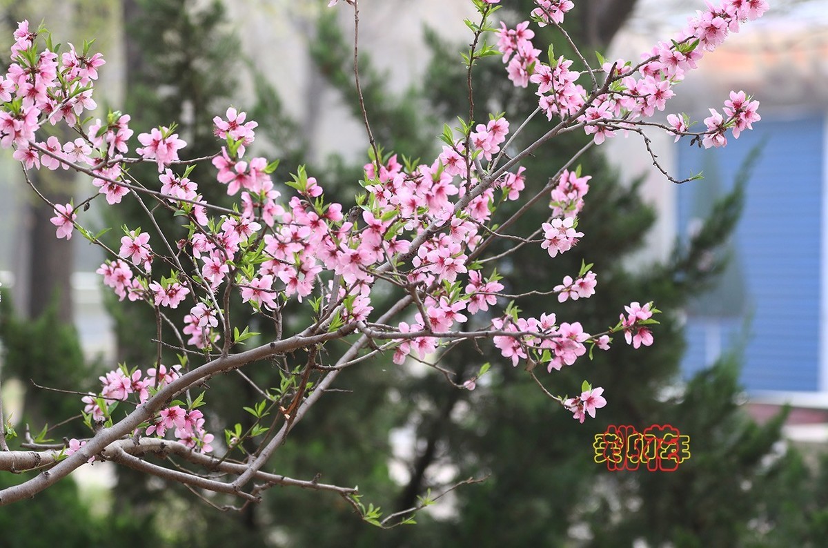 桃花 9【2023-0312】