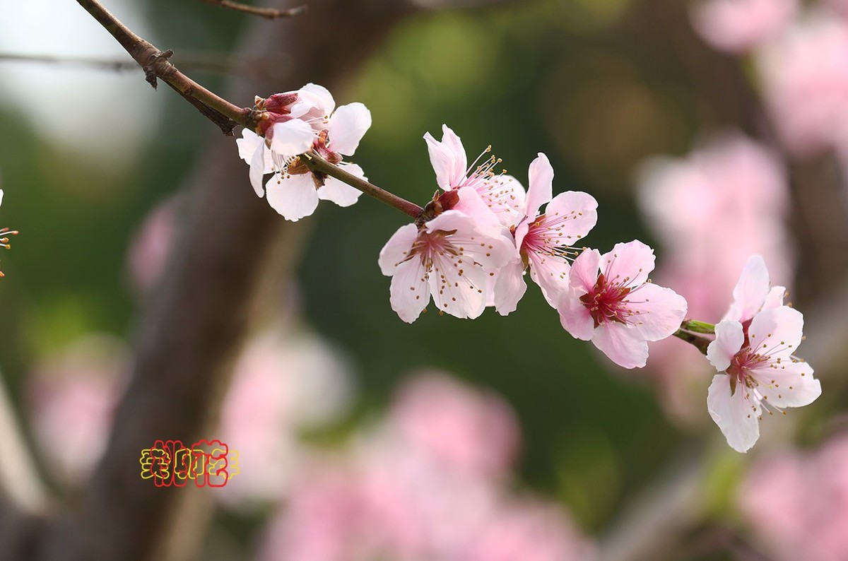 桃花 9【2023-0312】