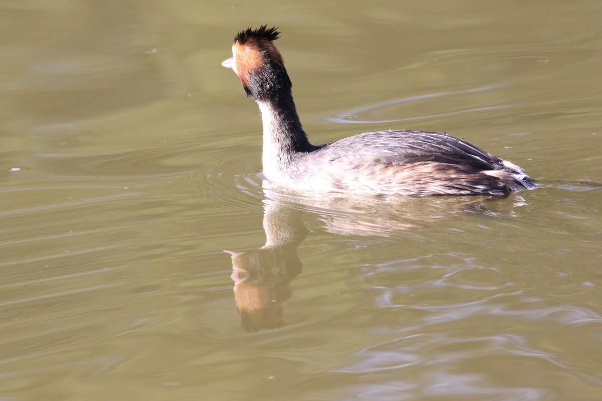 水中自由自在的游玩