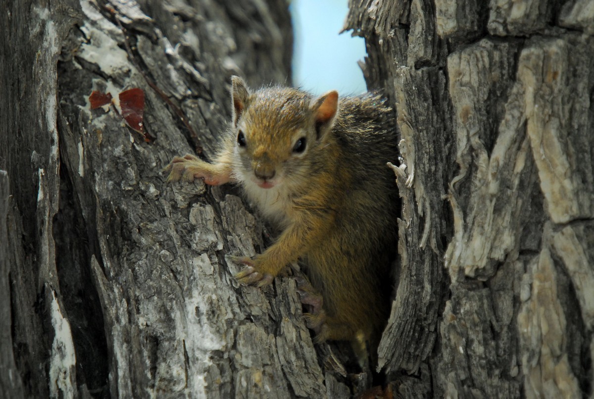 尼康D200，适马50-500镜头拍小动物。