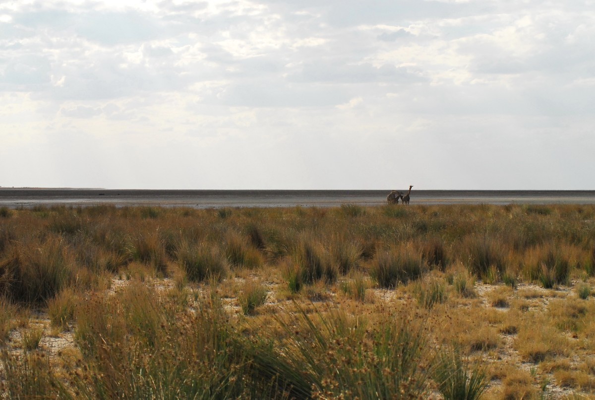 尼康D200，适马50-500镜头拍小动物。