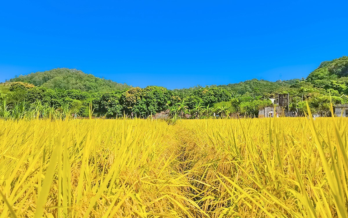 23354 ─ 手机随拍···稻子熟了