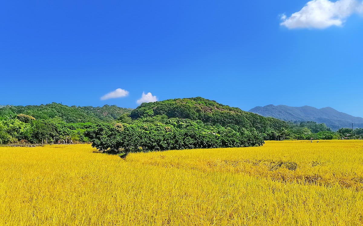 23354 ─ 手机随拍···稻子熟了