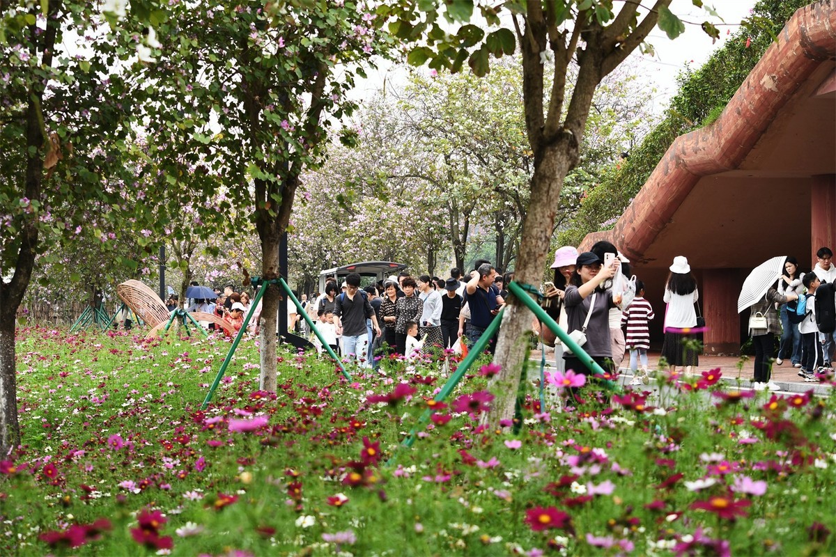 海珠湿地花似海
