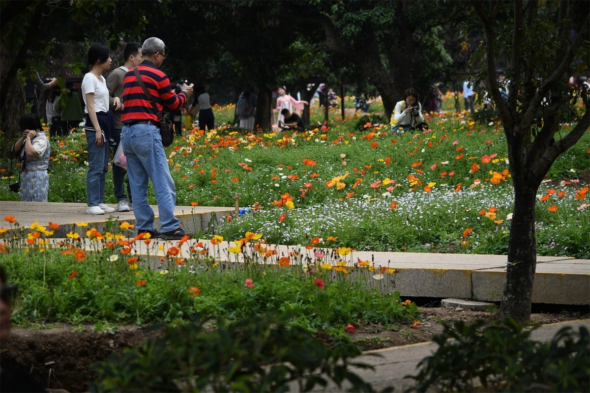 海珠湿地花似海