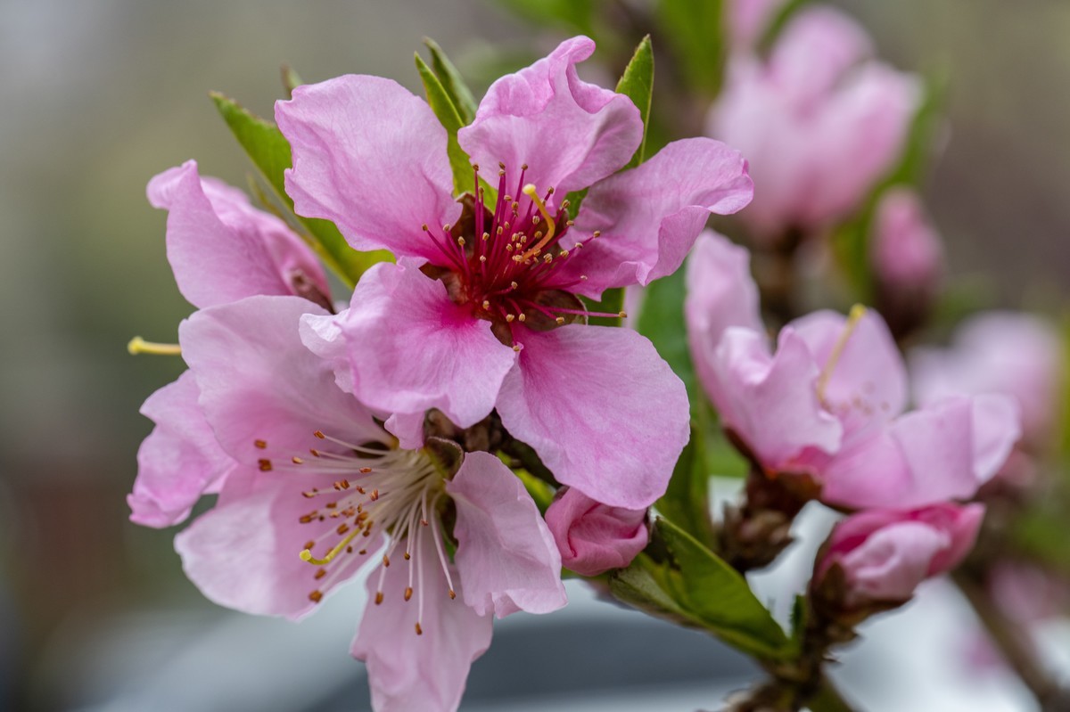 NIKON Z7II+Z70-180F2.8