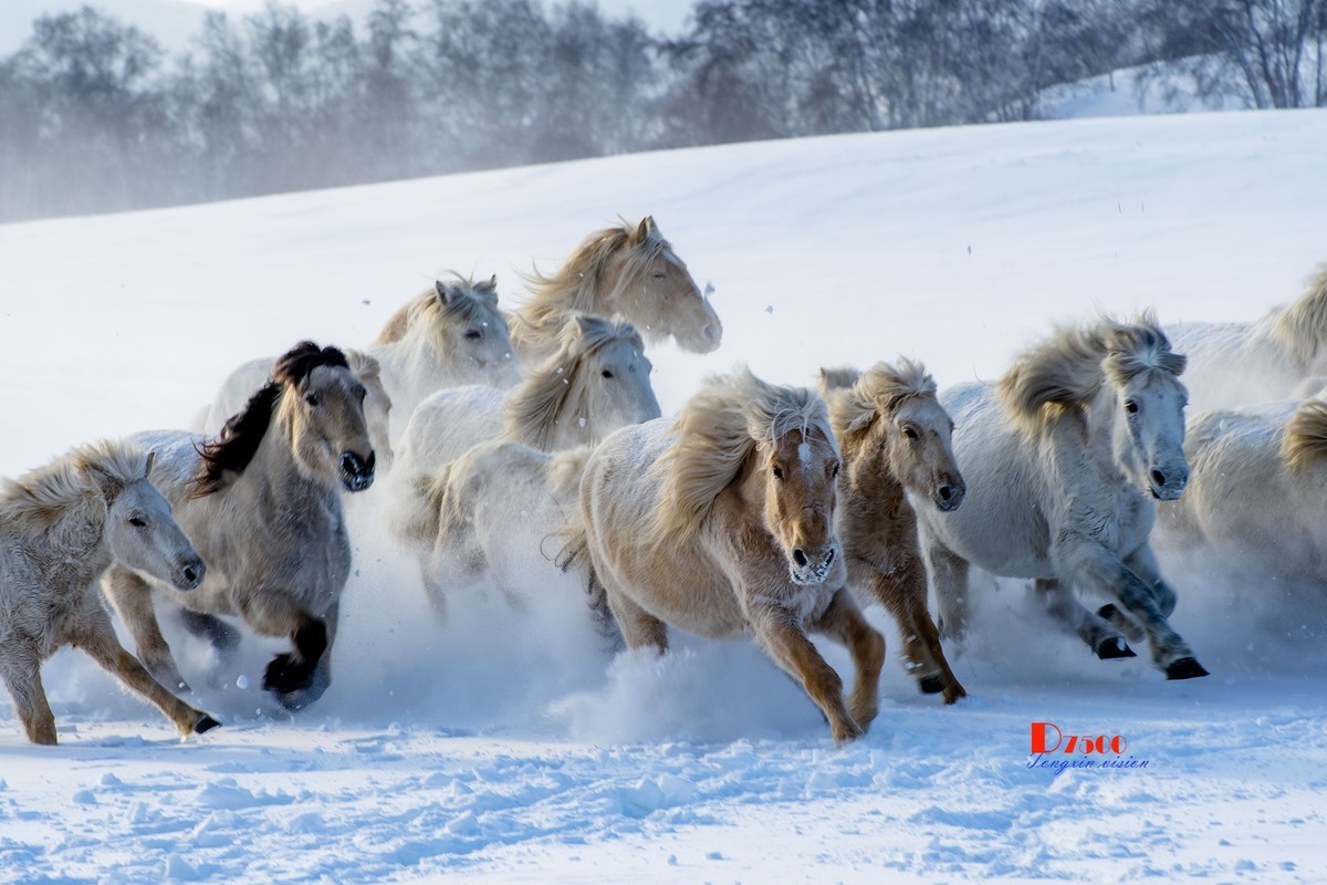 草原蒙古马（19）