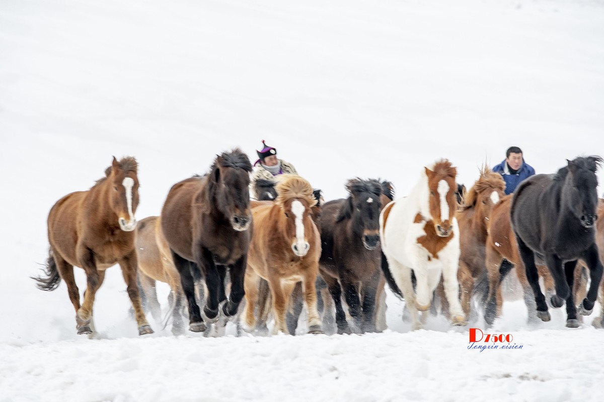 草原蒙古马（19）