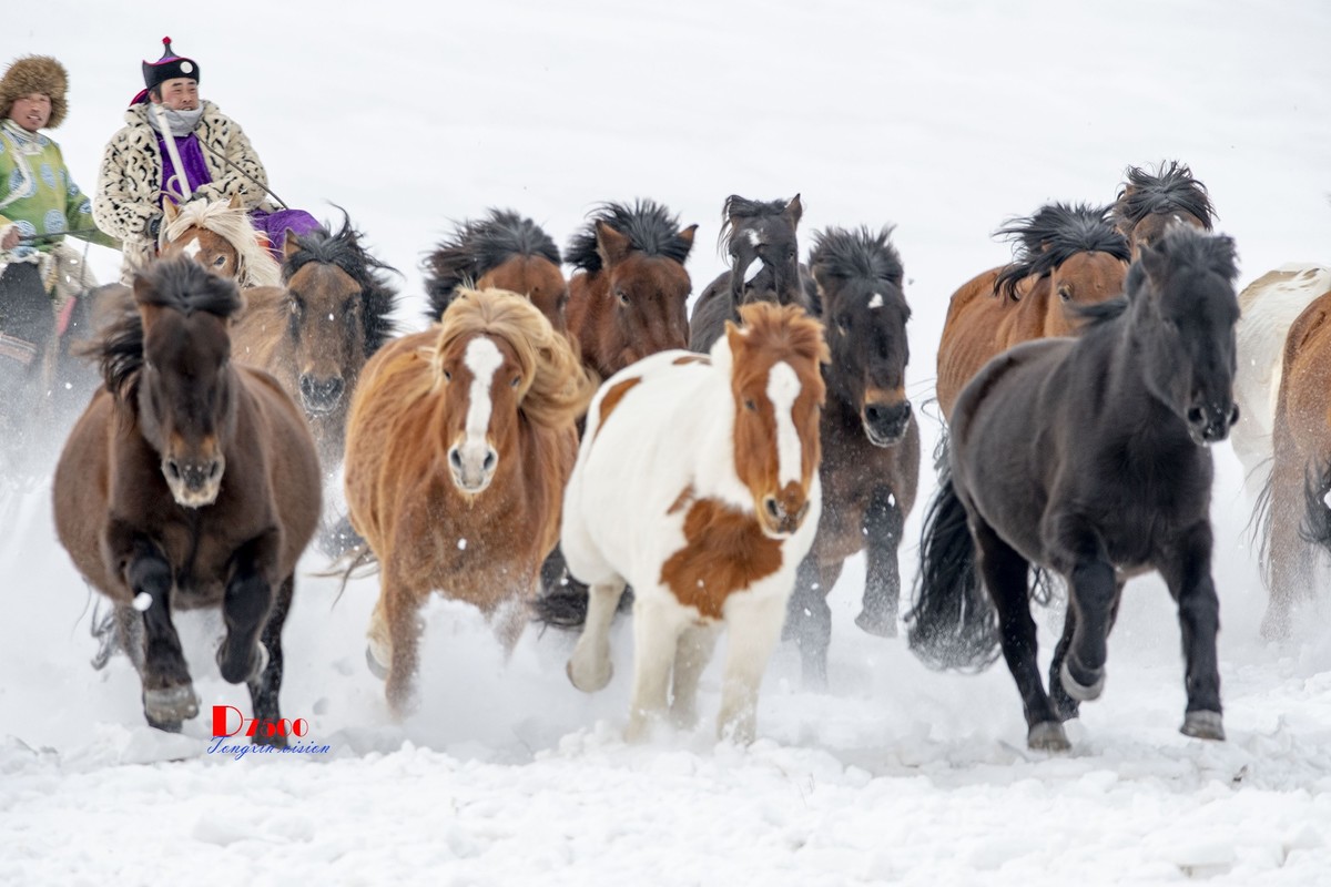 草原蒙古马（19）