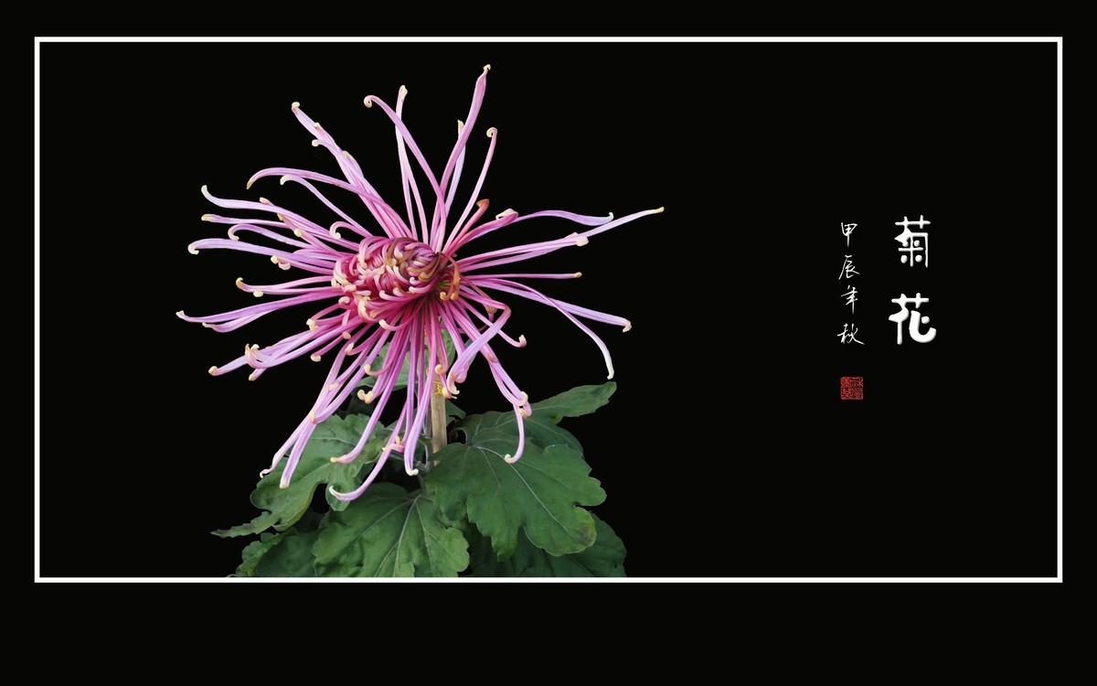 百姿百态百媚，秋娇秋傲秋艳