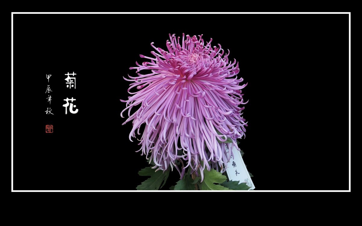 百姿百态百媚，秋娇秋傲秋艳