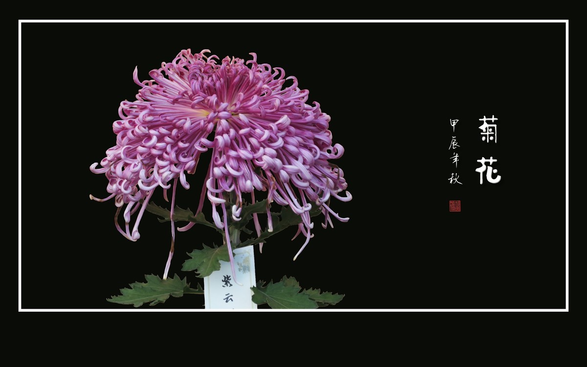 百姿百态百媚，秋娇秋傲秋艳