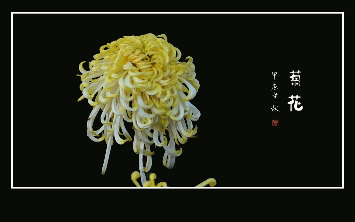 百姿百态百媚，秋娇秋傲秋艳