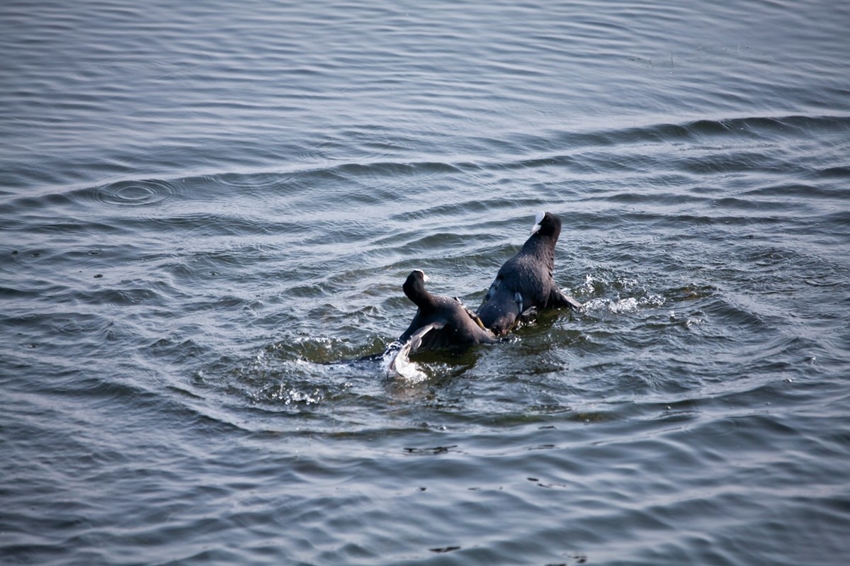 抓拍——好斗的黑水鸡