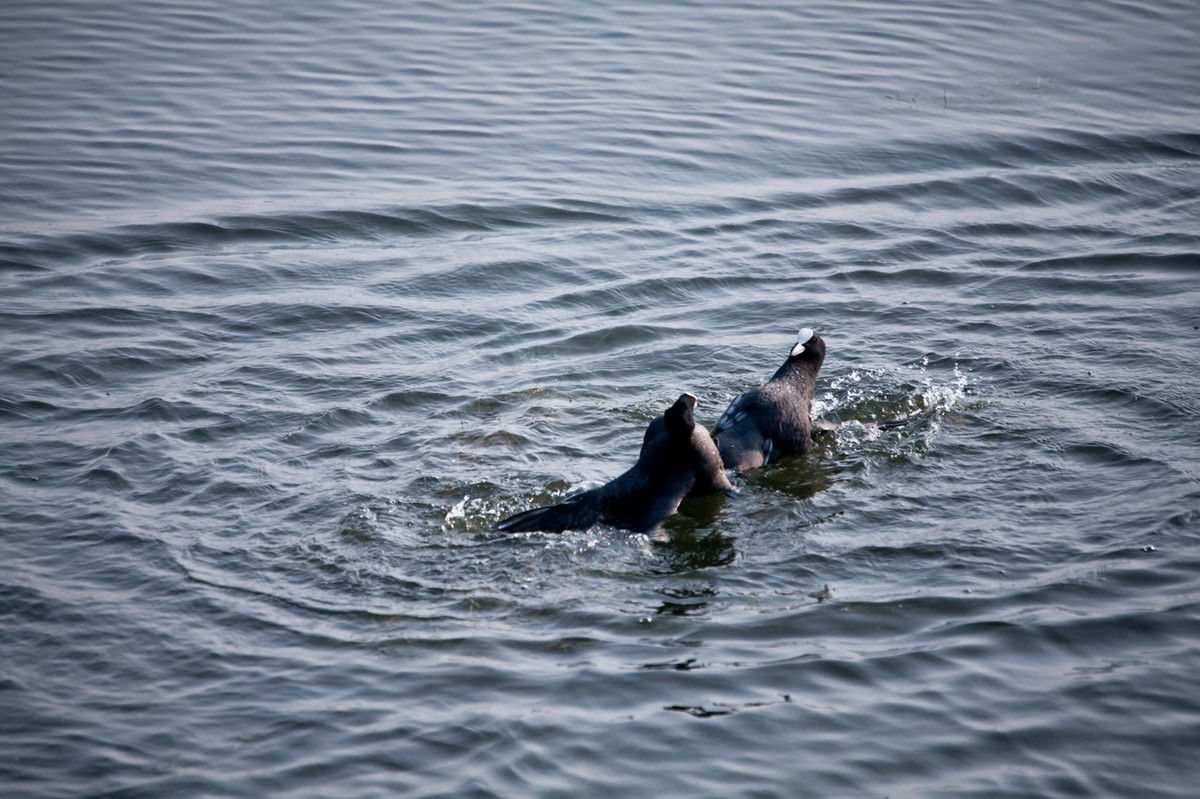 抓拍——好斗的黑水鸡